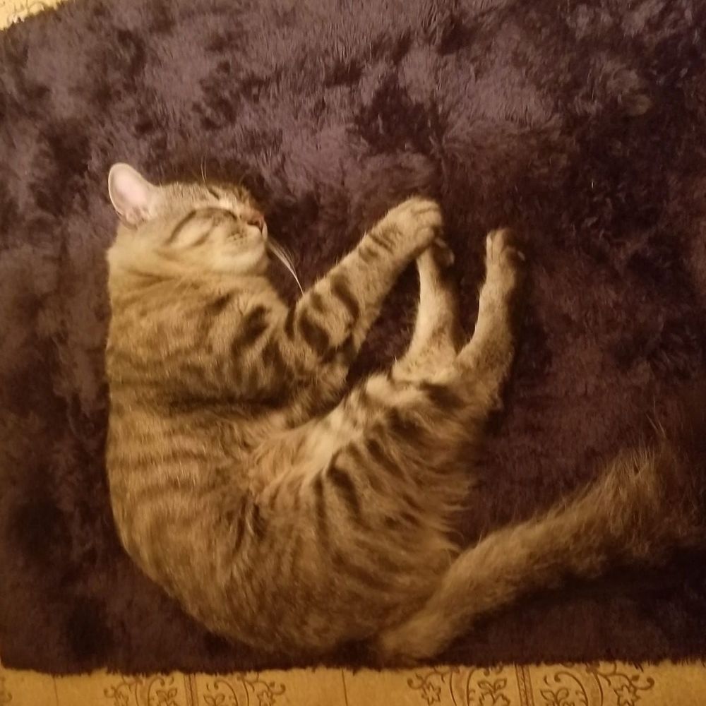 Meet your Posher, Penny